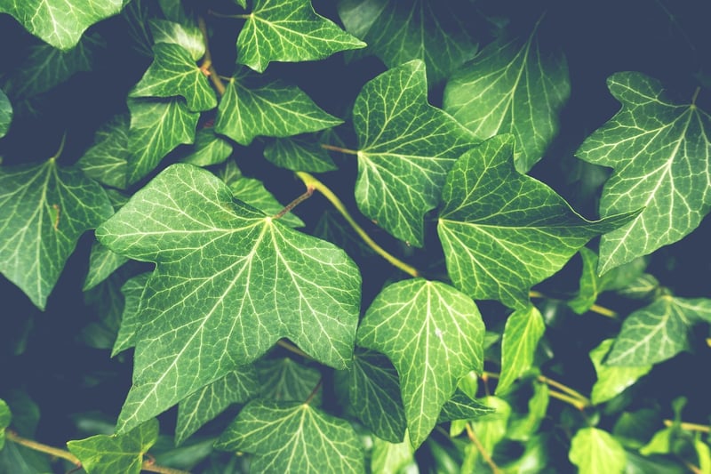 Botanical Prints